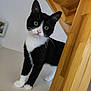 cat, black_and_white, curious, indoor, staircase, wood, pet, animal, feline, whiskers, green_eyes, tilted_head, paw, domestic_cat, looking, closeup, household, cute, young_cat, playful