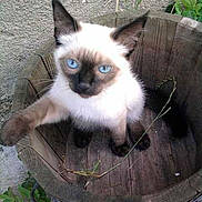 Gizmo participe au concours pour gagner de l'argent avec cette photo :