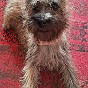 Biscotte participe au concours pour gagner de l'argent avec cette photo : dog, terrier, small_dog, scruffy_fur, fluffy, brown_fur, gray_fur, pointed_ears, black_nose, dark_eyes, lying_down, front_view, portrait, indoor, rug, red_rug, patterned_background, outstretched_paws, pet, cute