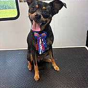 Maggiemae joined the competition — help win amazing prizes! dog, pet, animal, small_dog, black_and_tan, bow_tie, tongue_out, grooming_table, indoor, window, photo_collage, happy, ears_up, sitting, cute, portrait, smiling, fur, face, paw