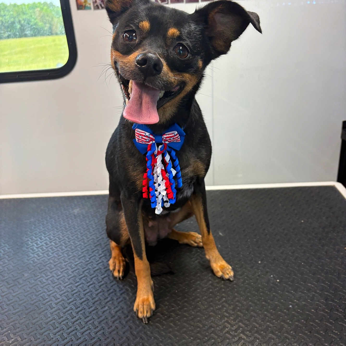 Maggiemae joined the competition — help win amazing prizes! dog, pet, animal, small_dog, black_and_tan, bow_tie, tongue_out, grooming_table, indoor, window, photo_collage, happy, ears_up, sitting, cute, portrait, smiling, fur, face, paw
