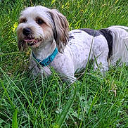 Samy participe au concours pour gagner de l'argent avec cette photo : dog, grass, outdoor, pet, collar, canine, nature, animal, greenery, fur, tongue, happy, playful, field, summer, daylight, small_dog, ears, tail, spot