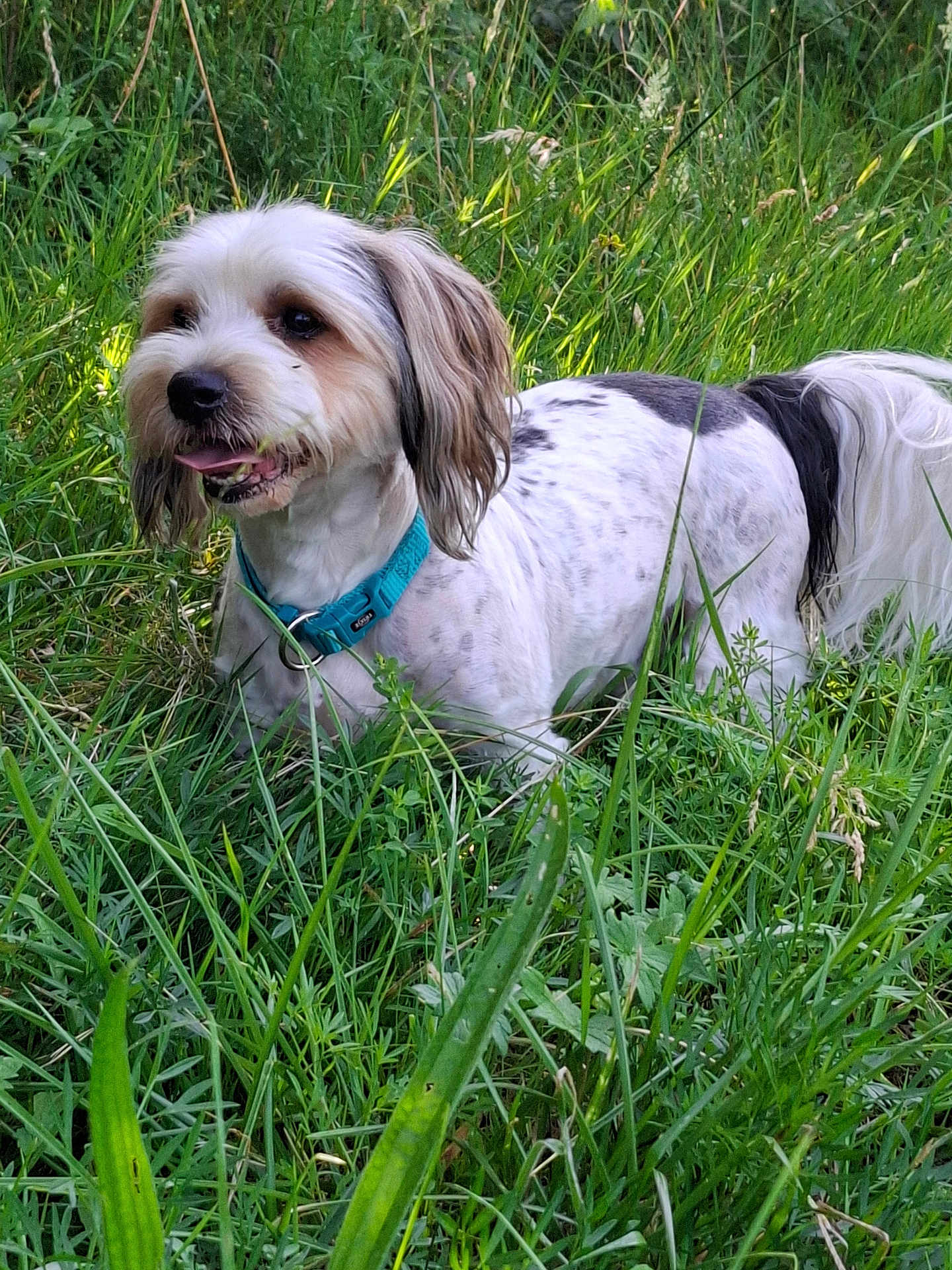 Samy participe au concours pour gagner de l'argent avec cette photo : dog, grass, outdoor, pet, collar, canine, nature, animal, greenery, fur, tongue, happy, playful, field, summer, daylight, small_dog, ears, tail, spot