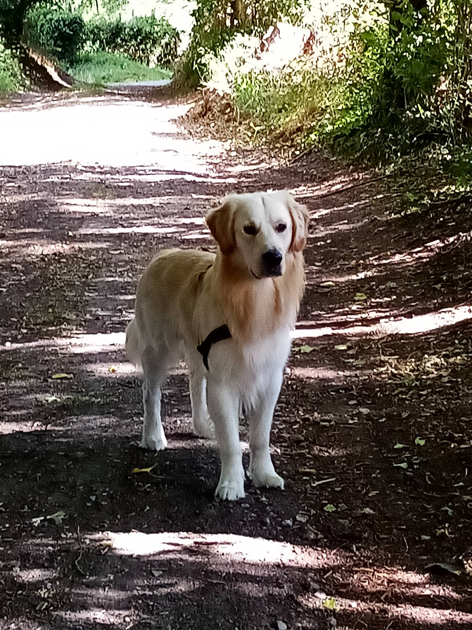 Odin participe au concours pour gagner de l'argent avec cette photo : canidae, carnivore, companion_dog, dog, dog_breed, fawn, forest, grass, livestock_guardian_dog, plant, shade, shadow, soil, sporting_group, street_dog, tail, terrestrial_animal, tree, wood, working_animal