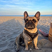 Pepsi a rejoint le concours — aidez-le/la à gagner de superbes lots ! dog, french_bulldog, beach, sand, harness, pet, canine, sea, sky, sunlight, outdoor, animal, mammal, sitting, portrait, relaxation, vacation, summer, paw, human_foot