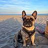 dog, french_bulldog, beach, sand, harness, pet, canine, sea, sky, sunlight, outdoor, animal, mammal, sitting, portrait, relaxation, vacation, summer, paw, human_foot