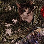 cat, christmas_tree, tinsel, lights, ornament, holiday, animal, pet, indoor, greenery, festive, branch, decoration, curious, feline, closeup, tree, cozy, cute, whiskers