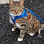 Ash joined the competition — help win amazing prizes! cat, tabby_cat, blue_harness, leash, outdoor, mulch, garden, curious, alert, pet, animal, feline, whiskers, green_eyes, striped, paws, closeup, sitting, nature, wall