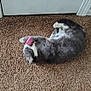 cat, gray_cat, white_cat, carpet, indoor, pet, playing, paw, door, floor, animal, cute, fur, relaxed, lying_down, toy, pink_object, household, domestic, feline
