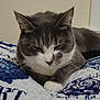 cat, gray_cat, white_cat, pet, sleeping_cat, resting, quilt, blanket, indoor, feline, animal, closeup, whiskers, paw, soft_texture, comfort, relaxed, cozy, bedroom, domestic