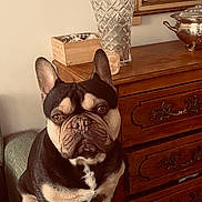 Rocks participe au concours pour gagner de l'argent avec cette photo : french_bulldog, dog, pet, indoor, chair, wooden_furniture, dresser, crystal_vase, silverware, brown, black, white, ears, face, sitting, animal, companion, cozy, vintage, decor