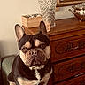 french_bulldog, dog, pet, indoor, chair, wooden_furniture, dresser, crystal_vase, silverware, brown, black, white, ears, face, sitting, animal, companion, cozy, vintage, decor