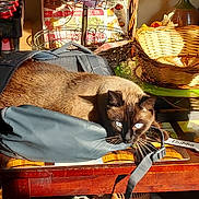 Bubba joined the competition — help win amazing prizes! animal, backpack, cat, close_up, clutter, domestic, feline, flowers, indoor, papers, pet, shadow, siamese_cat, strap, sunlight, table, vase, wicker_basket, wire_basket, wooden_table