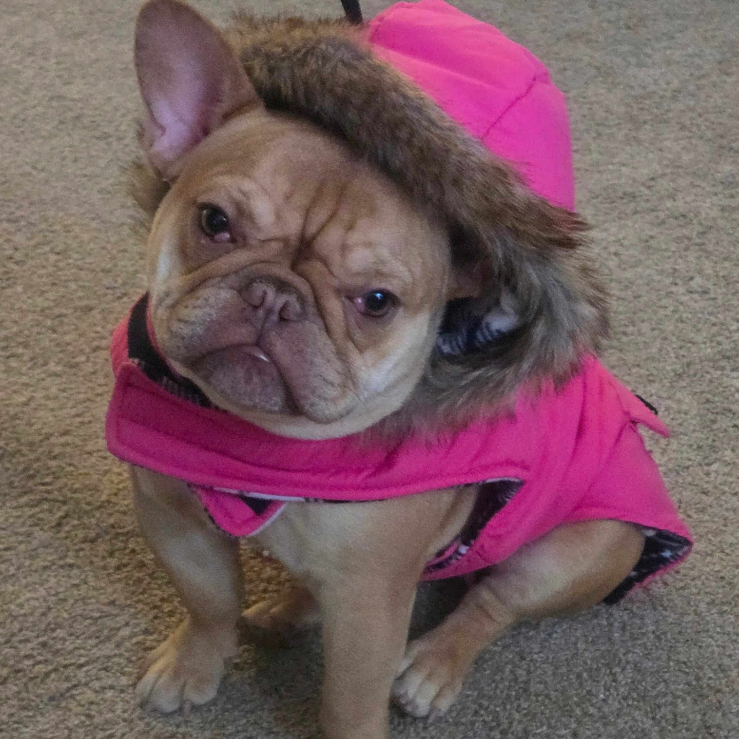 Honey joined the competition — help win amazing prizes! animal, boxer, bulldog, canine, clothing, coat, dog, face, frenchbulldog, head, hound, jacket, person, pet, photography, pitbull, portrait, pug, puppy, purple