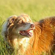 Phenix a rejoint le concours — aidez-le/la à gagner de superbes lots ! dog, animal, grass, outdoor, nature, canine, pet, fur, happy, tongue, sunlight, field, mammal, summer, closeup, portrait, fluffy, brown, playful, daylight