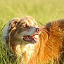 dog, animal, grass, outdoor, nature, canine, pet, fur, happy, tongue, sunlight, field, mammal, summer, closeup, portrait, fluffy, brown, playful, daylight