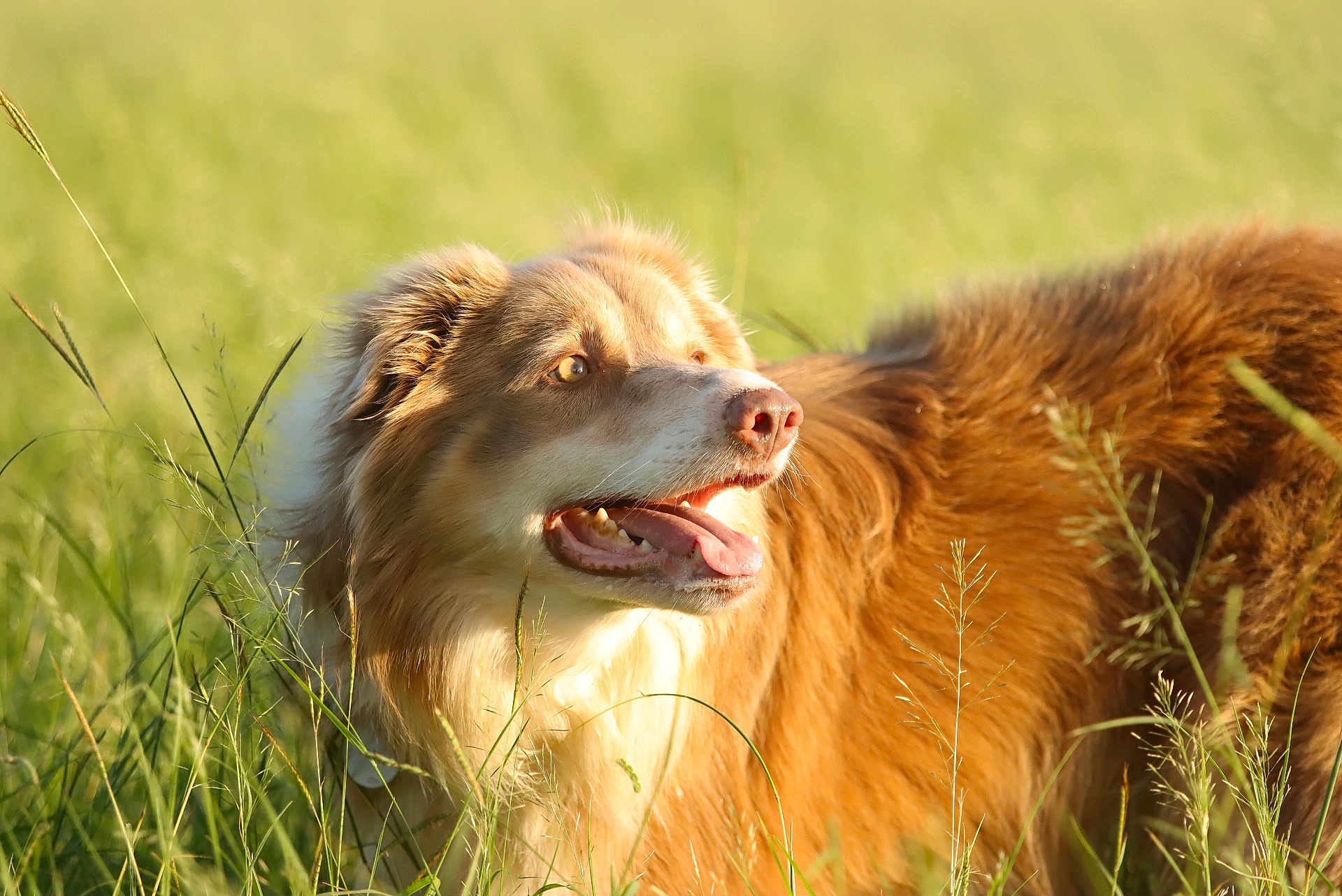 Phenix a rejoint le concours — aidez-le/la à gagner de superbes lots ! dog, animal, grass, outdoor, nature, canine, pet, fur, happy, tongue, sunlight, field, mammal, summer, closeup, portrait, fluffy, brown, playful, daylight