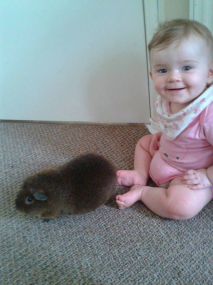 Bert joined the competition — help win amazing prizes! child, fur, gerbil, hamster, infant, joy, mammal, muridae, muroidea, person, rat, rodent, skin, toddler