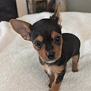 Theodore joined the competition — help win amazing prizes! puppy, dog, small_dog, cute, pet, animal, ears, fur, black_and_tan, blanket, indoor, curious, young, tiny, standing, adorable, close_up, whiskers, face, eyes