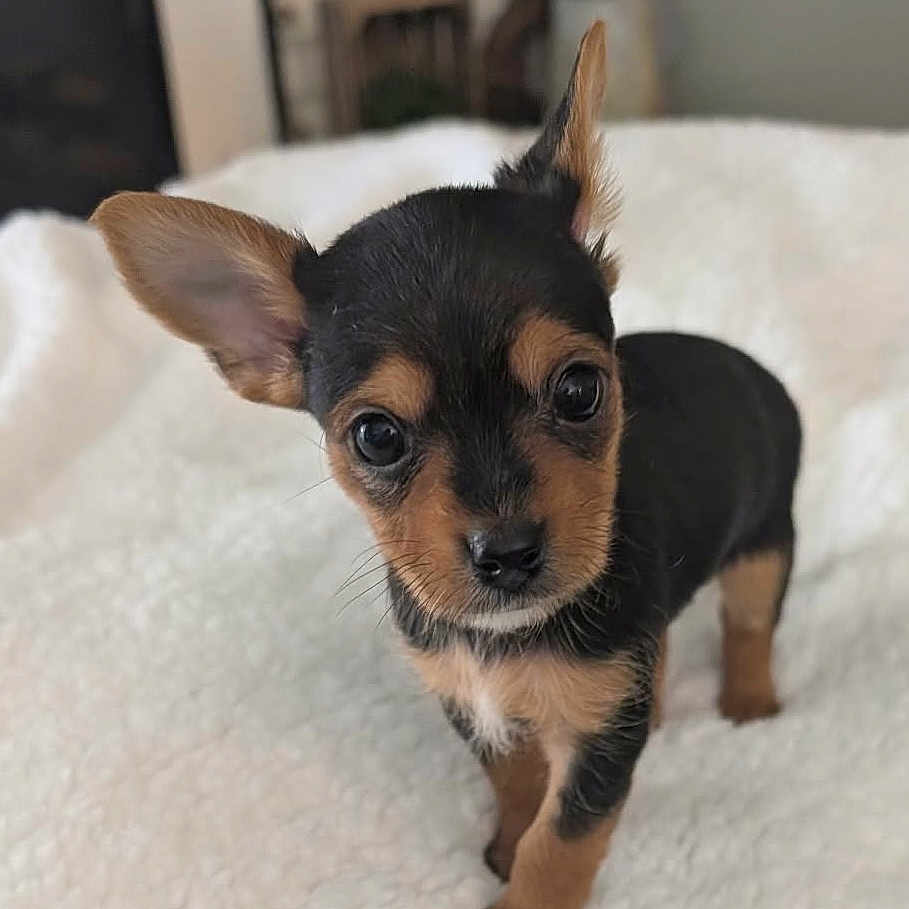 Theodore joined the competition — help win amazing prizes! puppy, dog, small_dog, cute, pet, animal, ears, fur, black_and_tan, blanket, indoor, curious, young, tiny, standing, adorable, close_up, whiskers, face, eyes