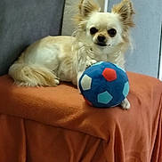 Tinie participe au concours pour gagner de l'argent avec cette photo : dog, small_dog, chihuahua, plush_ball, orange_blanket, furniture, indoor, pet, animal, cute, curious, ears, fur, resting, toy, colorful, soft, cozy, looking_at_camera, domestic