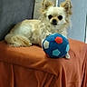 dog, small_dog, chihuahua, plush_ball, orange_blanket, furniture, indoor, pet, animal, cute, curious, ears, fur, resting, toy, colorful, soft, cozy, looking_at_camera, domestic
