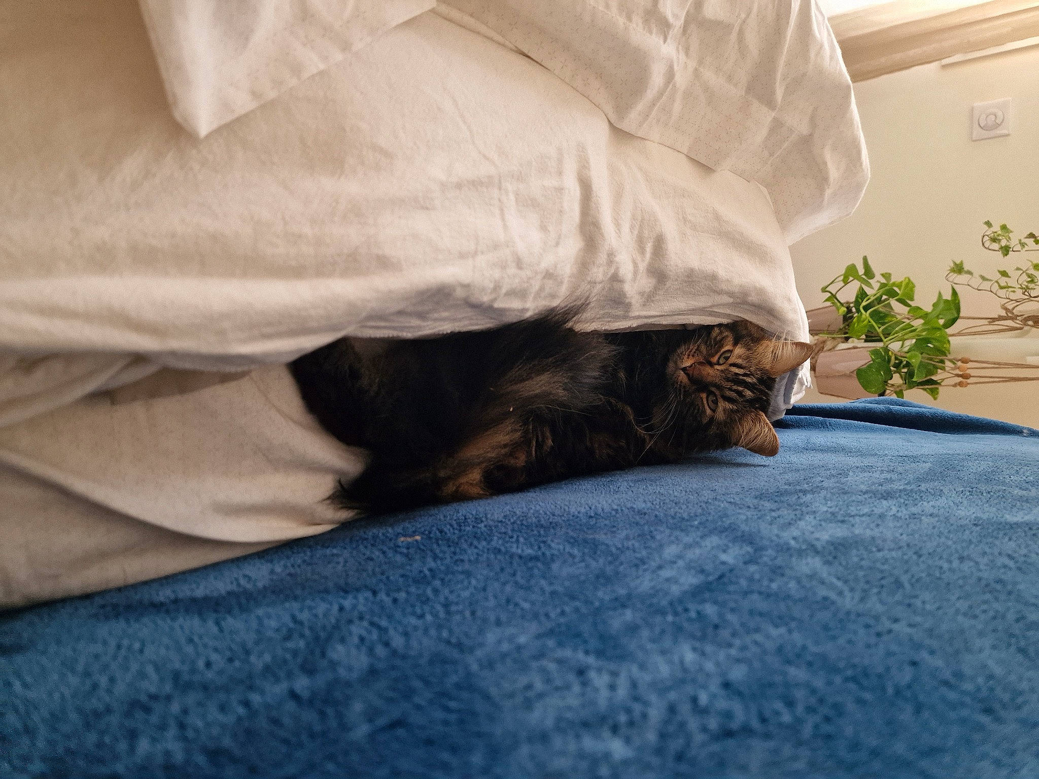 Kikou participe au concours pour gagner de l'argent avec cette photo : bed, bedding, bedroom, carnivore, cat, comfort, duvet, felidae, flooring, fur, grey, houseplant, human_leg, linens, mattress, plant, sitting, small_to_medium_sized_cats, tints_and_shades, whiskers