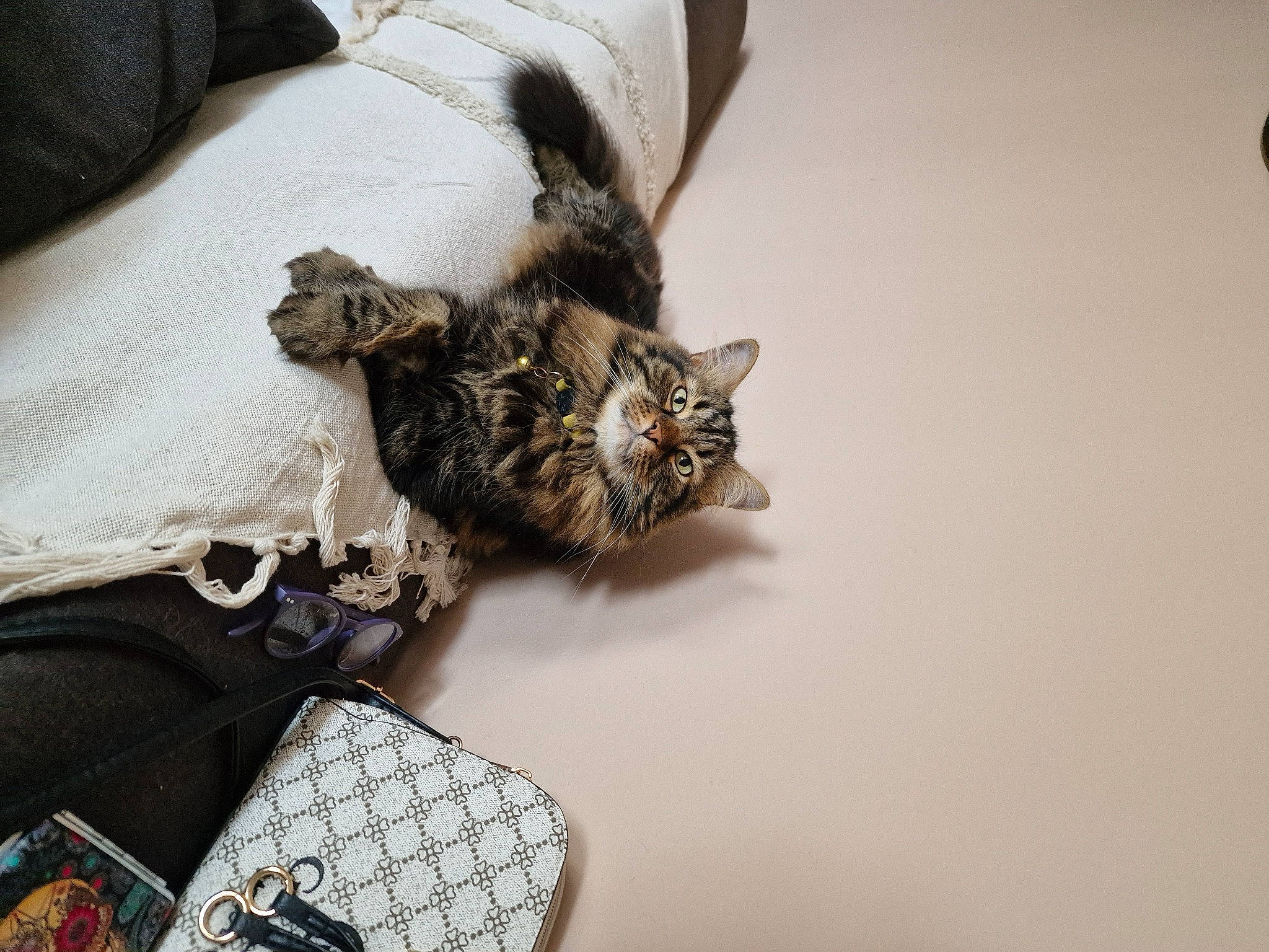 Kikou a rejoint le concours — aidez-le/la à gagner de superbes lots ! bag, carnivore, cat, claw, comfort, domestic_short_haired_cat, fashion_accessory, felidae, fur, grey, linens, luggage_and_bags, pattern, paw, room, sleeve, small_to_medium_sized_cats, tail, whiskers, wood