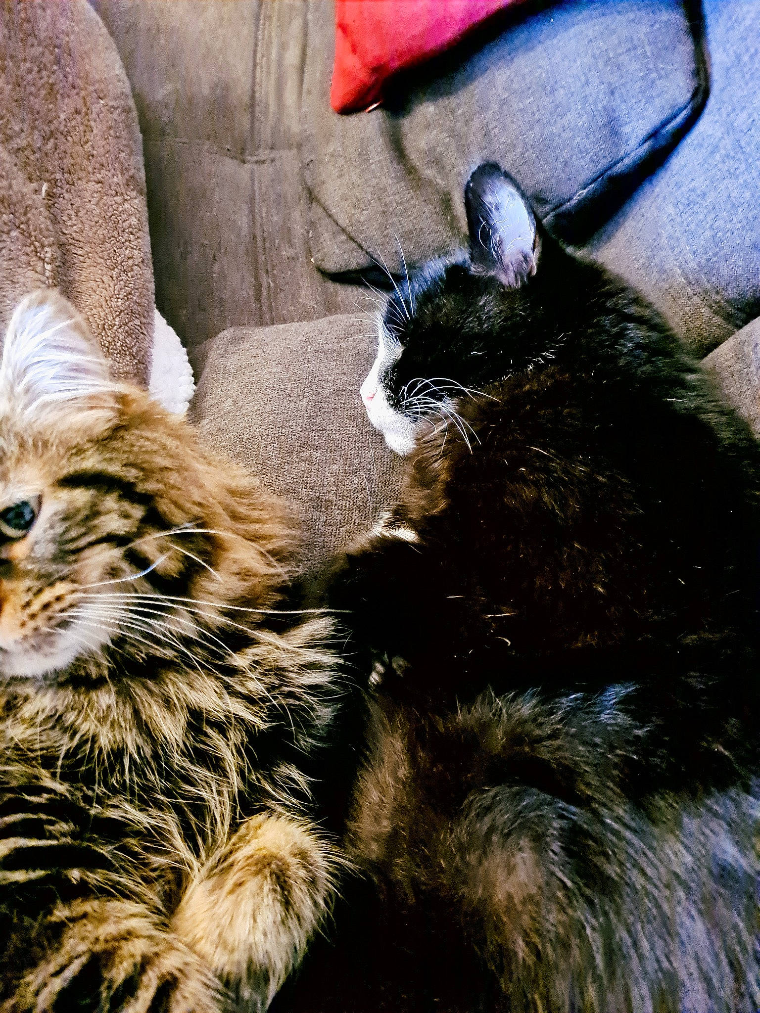 Kikou a rejoint le concours — aidez-le/la à gagner de superbes lots ! big_cats, carnivore, claw, comfort, dog_breed, ear, fawn, felidae, fur, mammal, natural_material, paw, small_to_medium_sized_cats, snout, tail, terrestrial_animal, vertebrate, whiskers, wildlife, working_animal