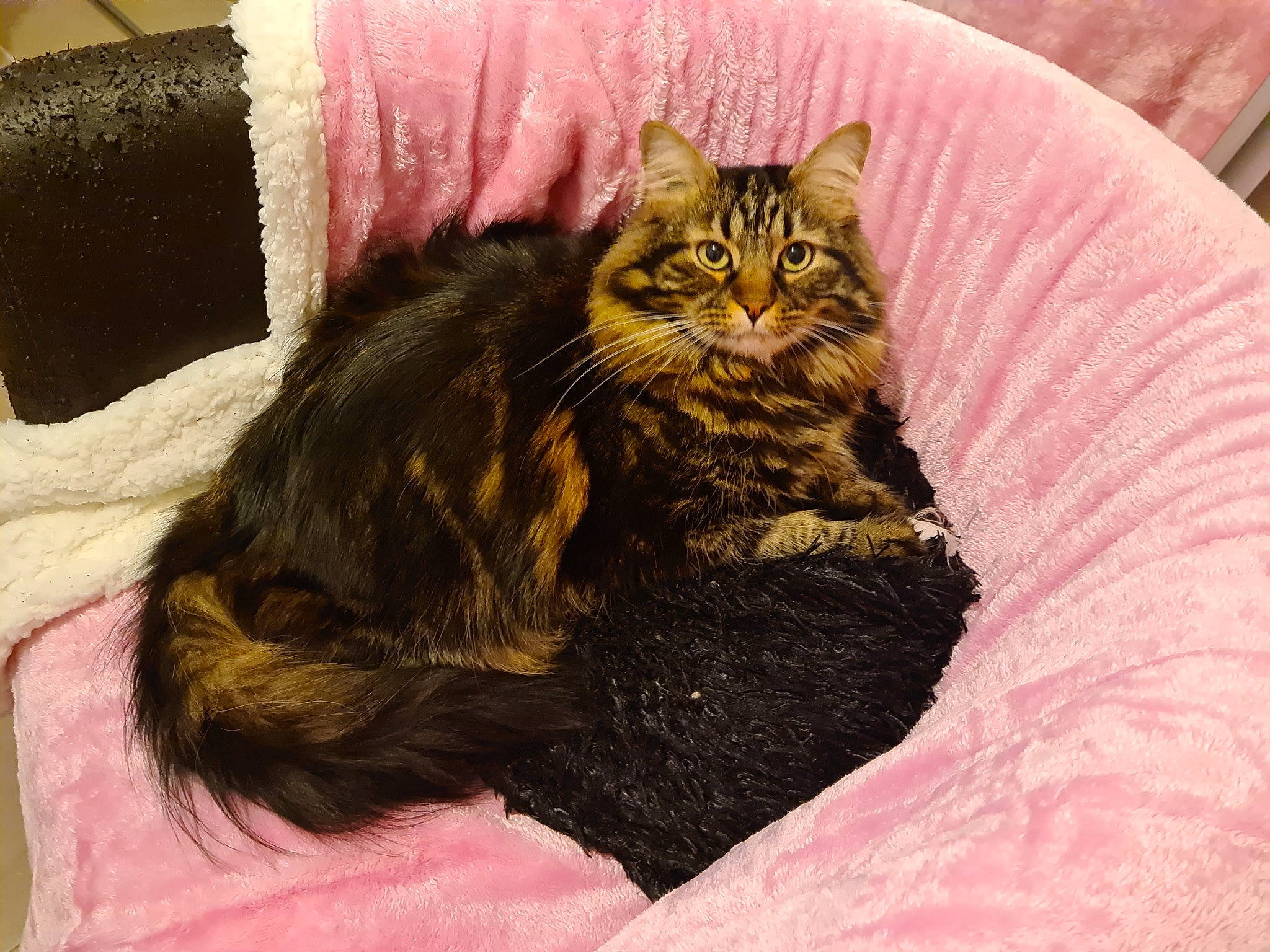 Kikou participe au concours pour gagner de l'argent avec cette photo : black_cat, carnivore, cat, cat_bed, cat_supply, claw, comfort, domestic_short_haired_cat, felidae, fur, paw, small_to_medium_sized_cats, snout, tail, terrestrial_animal, whiskers