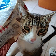 Mowgli participe au concours pour gagner de l'argent avec cette photo : animal, cat, close_up, curious, domestic_cat, ears, feline, floor_tiles, fur, indoor, looking_up, patterned_fabric, pet, pink_nose, standing, tabby_cat, table, tablecloth, tail, whiskers