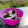 animal, black_and_white_cat, cat, chair, daylight, domestic_cat, feline, garden, grass, nature, outdoor, pet, planter_box, plastic_basin, purple_basin, relaxed, resting, sleepy, sunlight, table