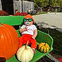 baby, pumpkin, bench, sunglasses, pacifier, hat, orange_clothing, white_clothing, fall, autumn, barn, flowers, outdoor, grass, dog, people, sunlight, green_bench, rustic, farm
