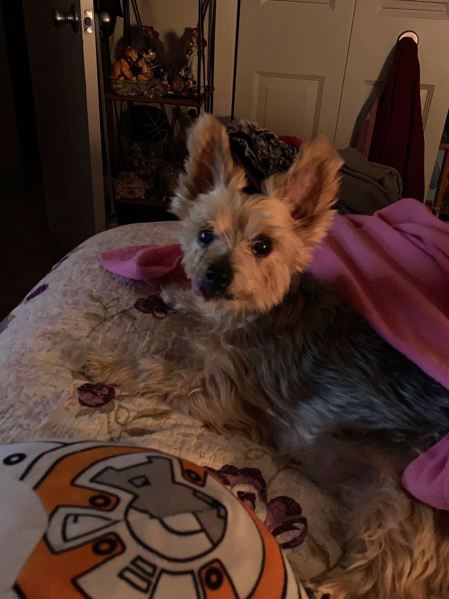 Rosey is registered to the contest to win money with this photo: australian_silky_terrier, australian_terrier, biewer_terrier, cairn_terrier, canidae, carnivore, companion_dog, dog, dog_breed, ear, mammal, morkie, norwich_terrier, puppy, small_terrier, snout, terrier, toy_dog, vertebrate, yorkshire_terrier