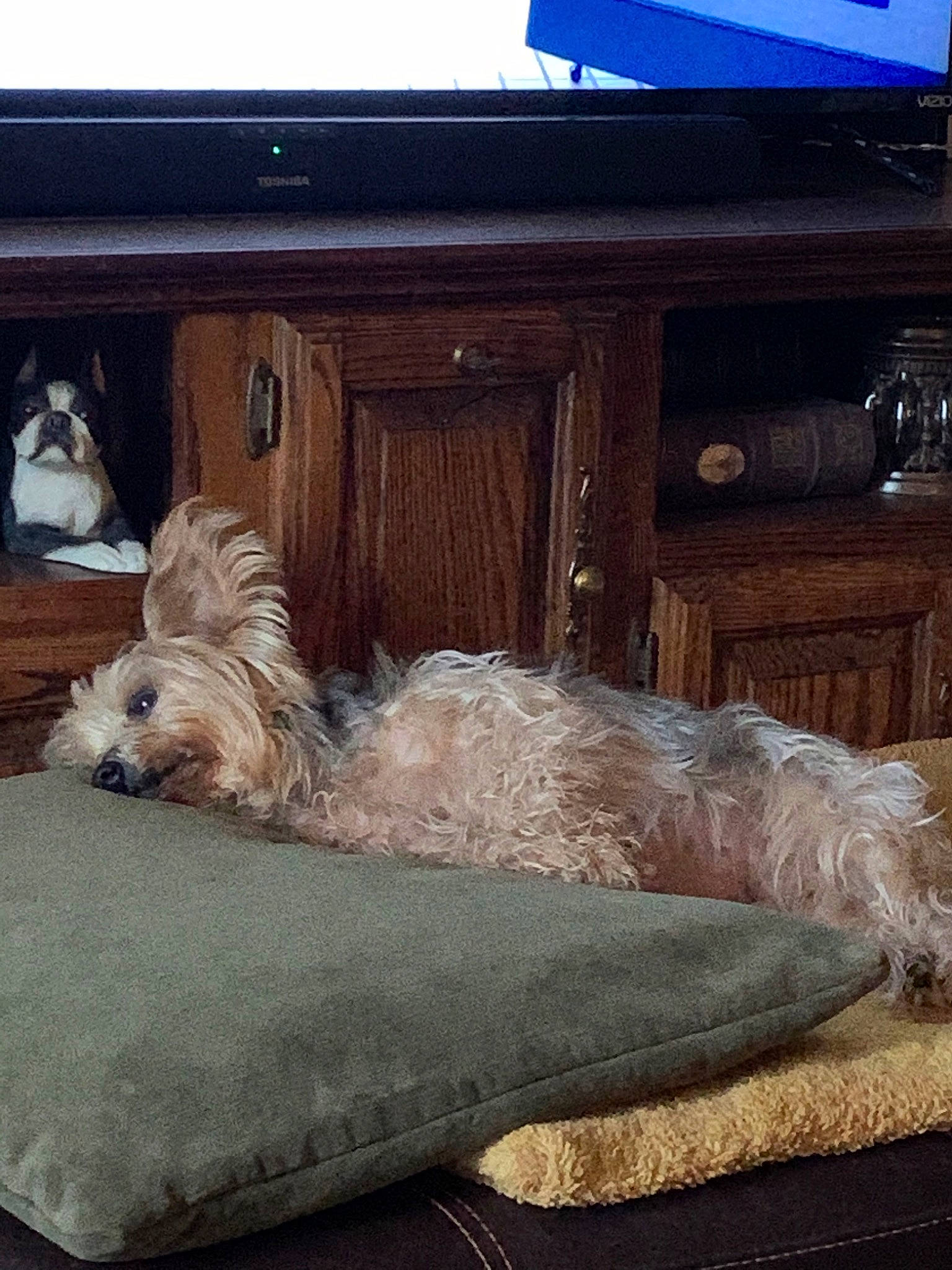 Rosey is registered to the contest to win money with this photo: canidae, carnivore, cavachon, companion_dog, couch, dog, dog_breed, furniture, glen_of_imaal_terrier, home, house, irish_soft_coated_wheaten_terrier, maltese, morkie, puppy, schnoodle, shih_tzu, tibetan_terrier, toy_dog, west_highland_white_terrier