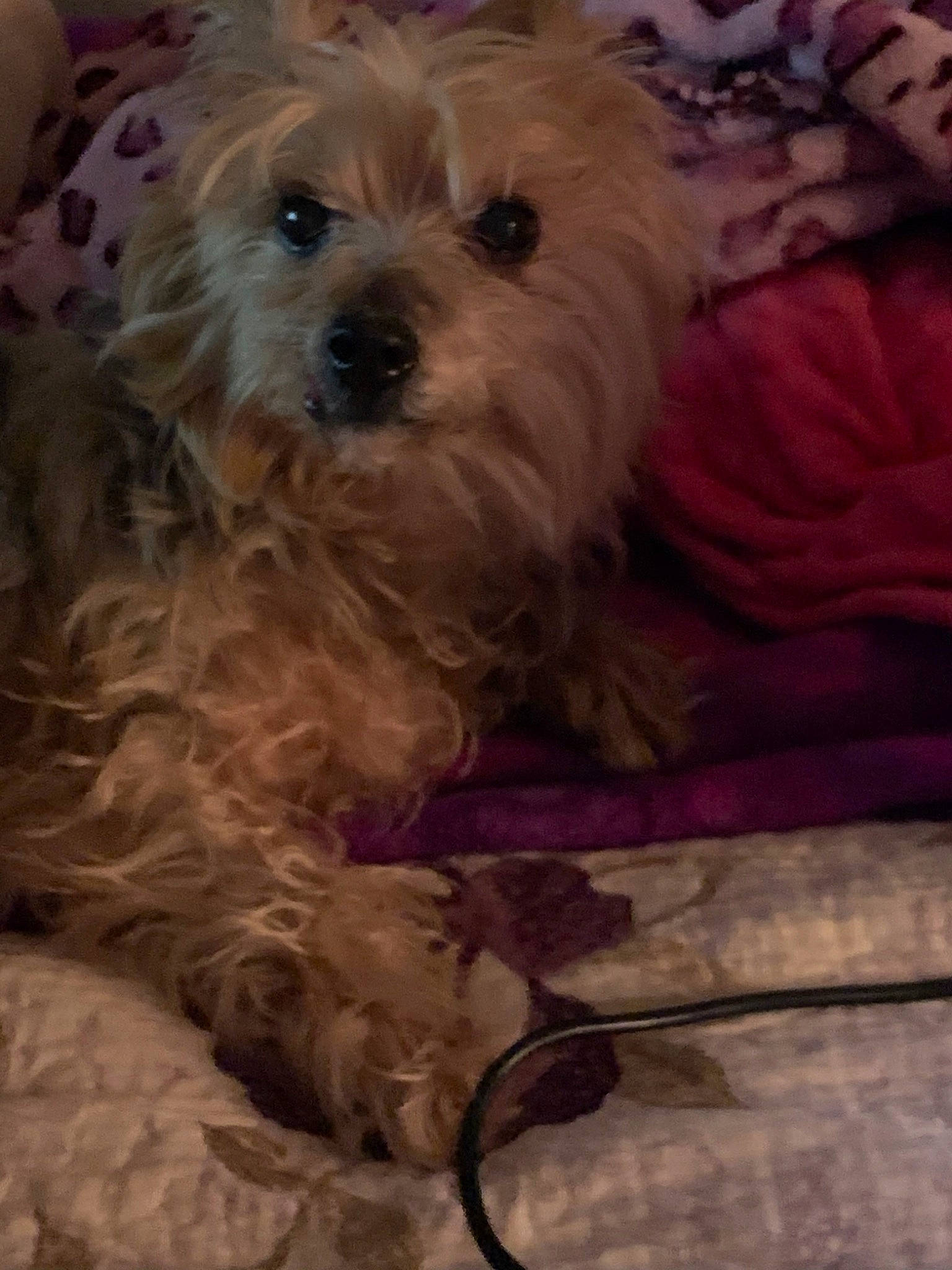 Rosey is registered to the contest to win money with this photo: cairn_terrier, canidae, carnivore, companion_dog, dog, dog_breed, dutch_smoushond, glen_of_imaal_terrier, mammal, morkie, norfolk_terrier, poodle_crossbreed, puppy, rare_breed_dog, schnoodle, small_terrier, sporting_lucas_terrier, terrier, vertebrate, west_highland_white_terrier