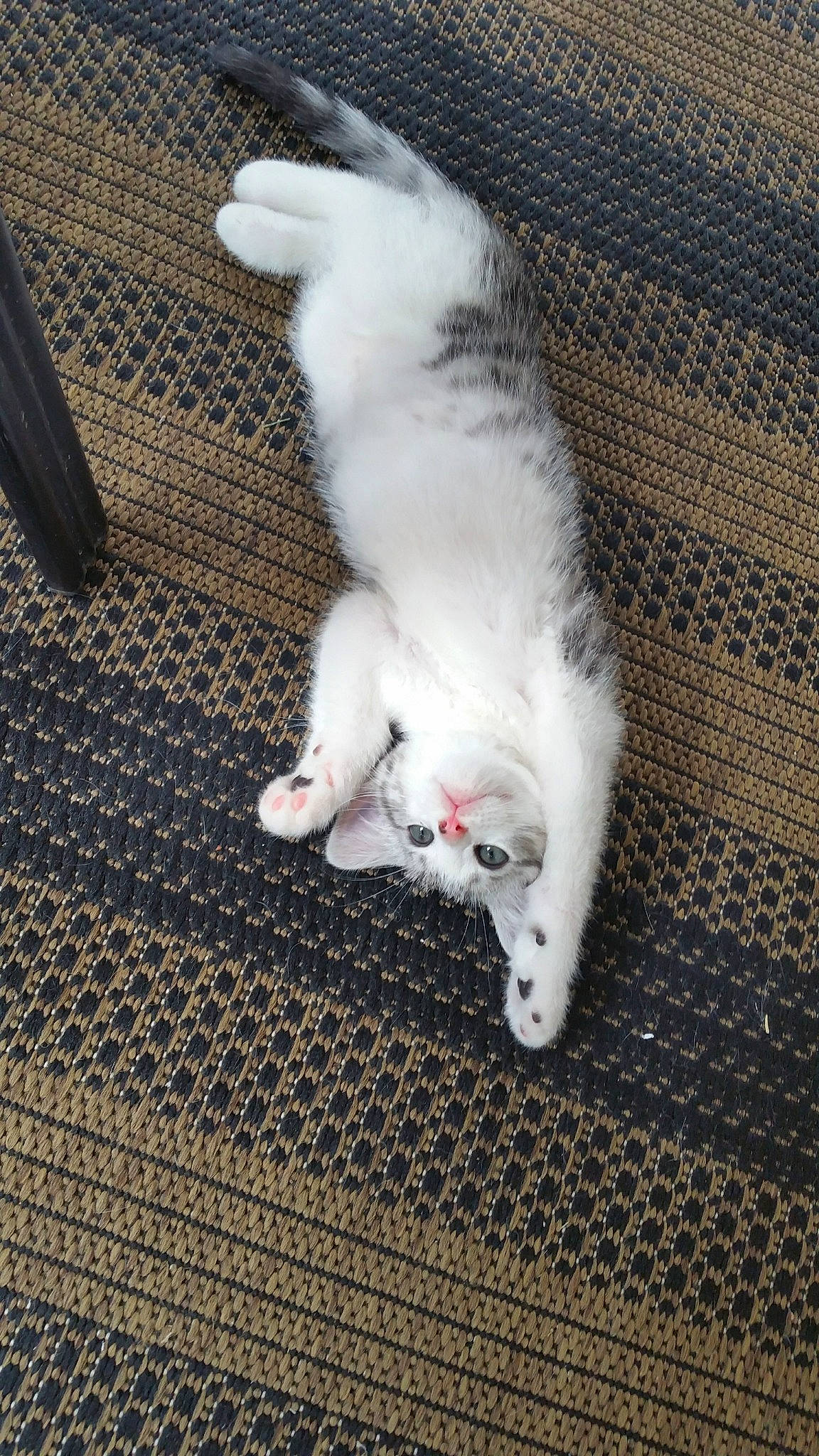 Sven is registered to the contest to win money with this photo: aegean_cat, carnivore, cat, claw, domestic_short_haired_cat, felidae, khao_manee, kitten, mammal, paw, polydactyl_cat, small_to_medium_sized_cats, tail, turkish_angora, turkish_van, whiskers, white