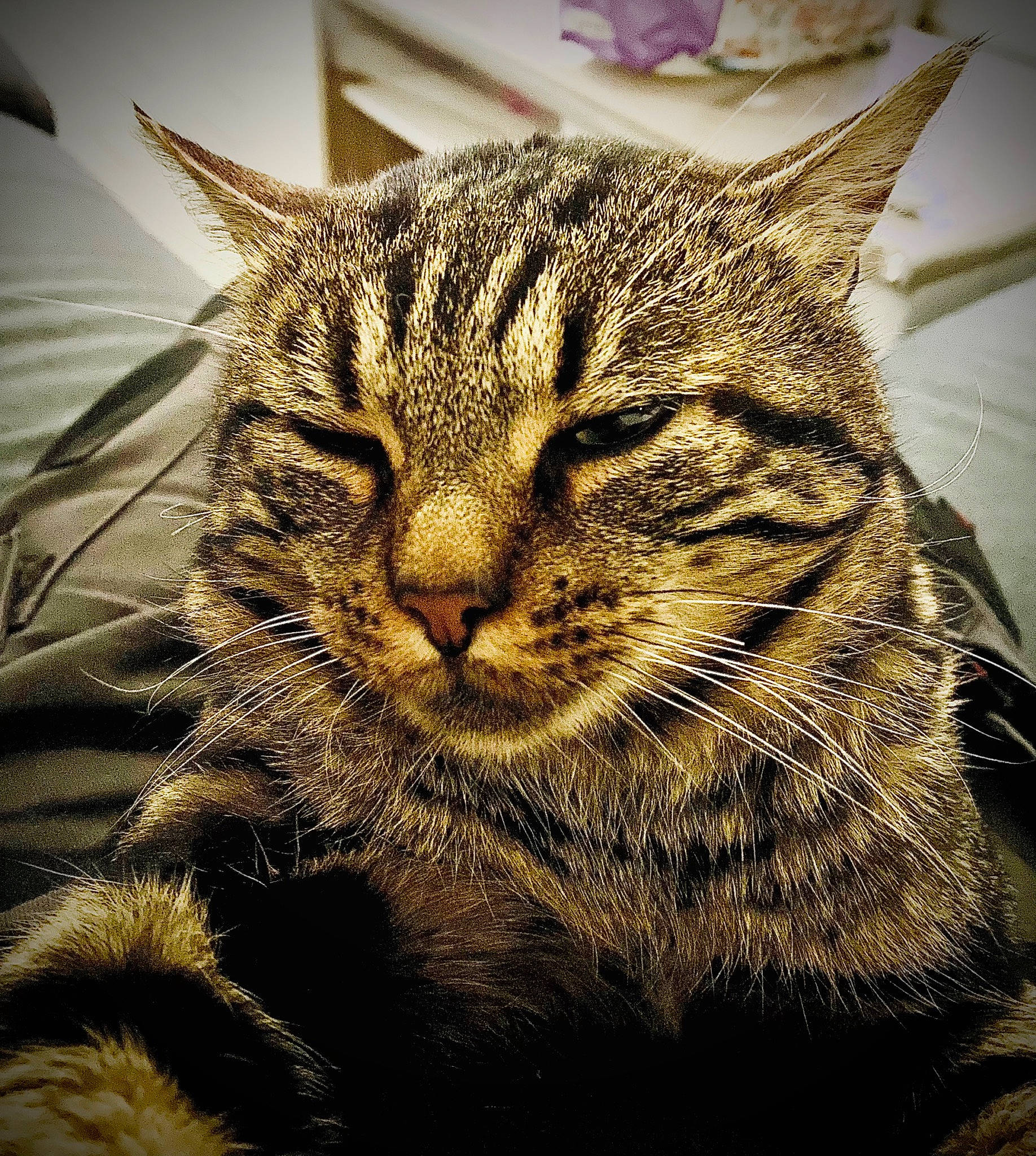 Titi a rejoint le concours — aidez-le/la à gagner de superbes lots ! carnivore, cat, close_up, domestic_short_haired_cat, felidae, fur, grass, paw, sky, small_to_medium_sized_cats, snout, terrestrial_animal, tree, whiskers, wildlife