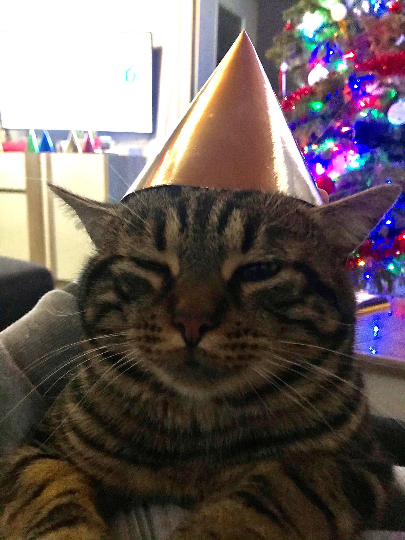 Titi a rejoint le concours — aidez-le/la à gagner de superbes lots ! carnivore, cat, christmas_decoration, christmas_tree, cone, conifer, domestic_short_haired_cat, event, felidae, fur, holiday, holiday_ornament, light, ornament, room, small_to_medium_sized_cats, tree, triangle, whiskers, wood