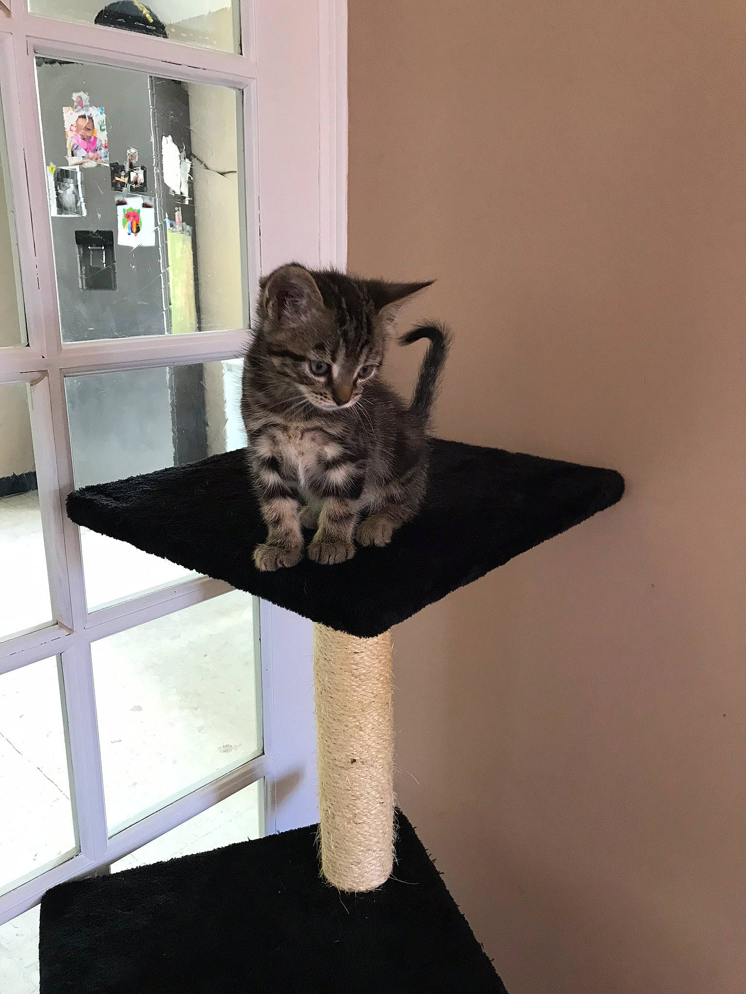 Titi a rejoint le concours — aidez-le/la à gagner de superbes lots ! art, carnivore, cat, cat_supply, domestic_short_haired_cat, felidae, fur, grey, hardwood, natural_material, pedestal, rectangle, room, shelf, small_to_medium_sized_cats, tail, vertebrate, whiskers, window, wood