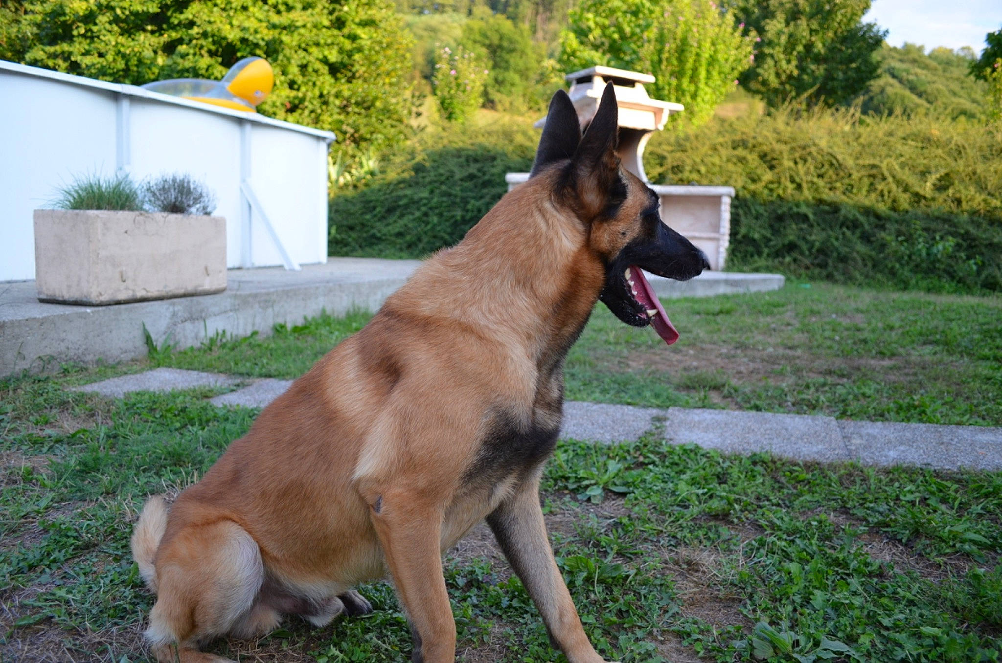 Iron participe au concours pour gagner de l'argent avec cette photo : biting, carnivore, collar, companion_dog, dog, dog_breed, dog_collar, dog_supply, fawn, grass, pet_supply, plant, snout, sporting_group, tail, terrestrial_animal, tree, vehicle, working_animal, working_dog