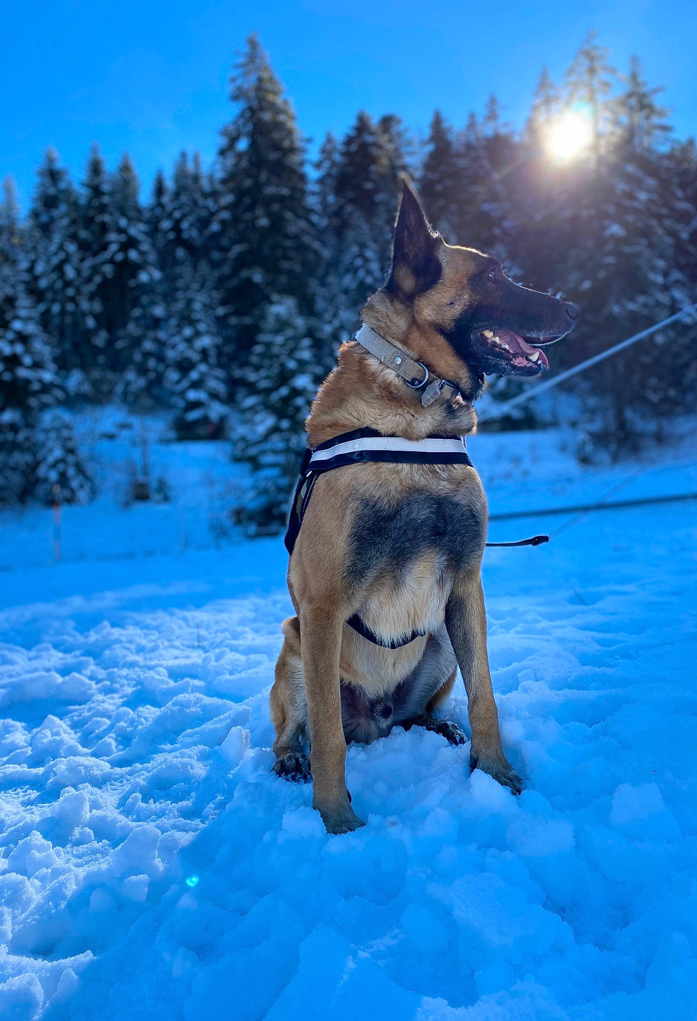 Iron a rejoint le concours — aidez-le/la à gagner de superbes lots ! carnivore, dog, dog_breed, electric_blue, fawn, freezing, german_shepherd_dog, mammal, plant, recreation, sky, sled_dog, slope, snow, sporting_group, tree, vertebrate, wilderness, winter, wolf