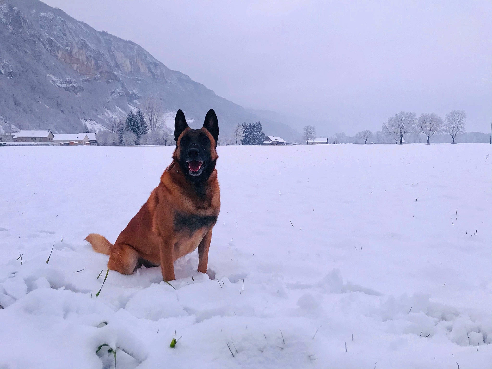 Iron a rejoint le concours — aidez-le/la à gagner de superbes lots ! canidae, carnivore, companion_dog, dog, dog_breed, dog_hiking, east_european_shepherd, freezing, guard_dog, herding_dog, ice_cap, landscape, mountain, rottweiler, sky, snow, sporting_group, tree, winter, working_dog