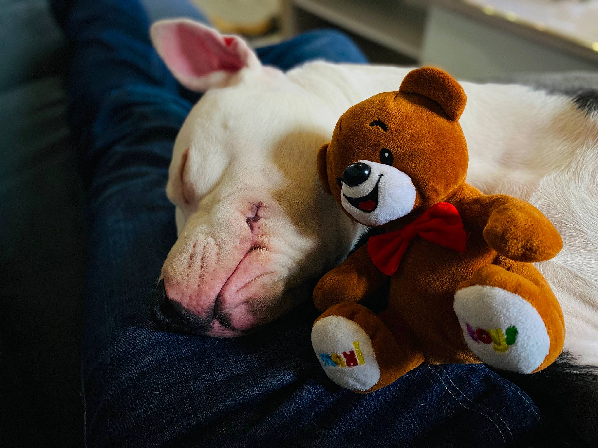 Spike a rejoint le concours — aidez-le/la à gagner de superbes lots ! baby_toys, child, comfort, companion_dog, dog_breed, domestic_pig, fawn, fur, happy, head, livestock, non_sporting_group, plush, room, stuffed_toy, suidae, sweetness, teddy_bear, terrestrial_animal, toy