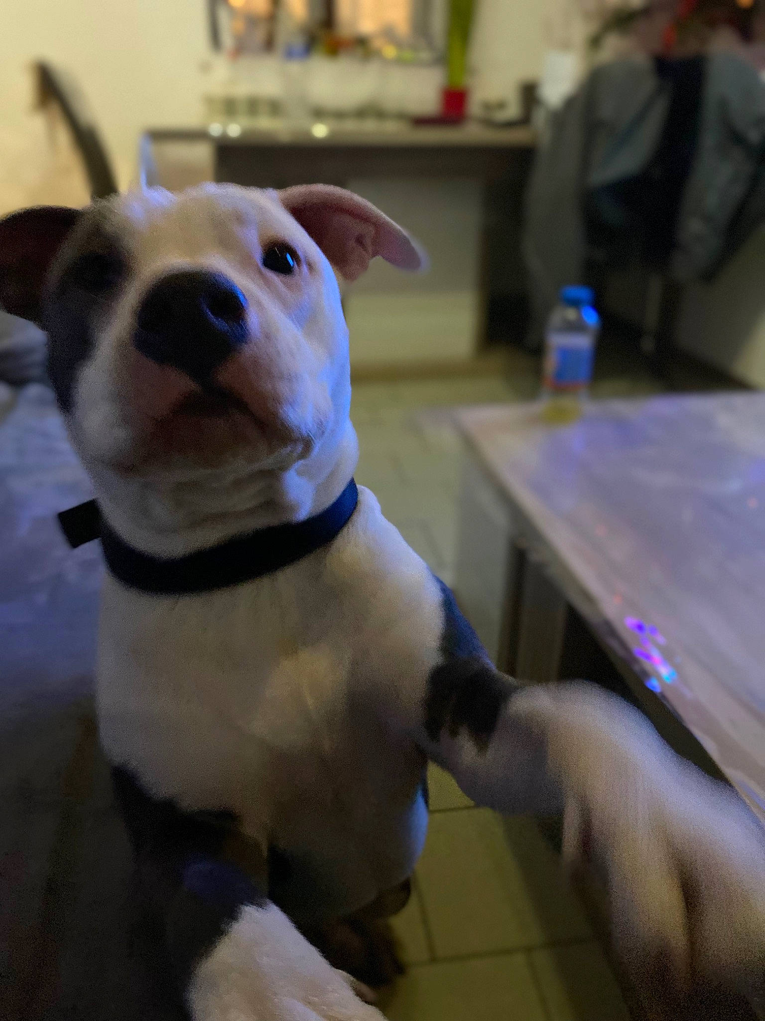 Spike a rejoint le concours — aidez-le/la à gagner de superbes lots ! canidae, carnivore, collar, companion_dog, dog, dog_breed, dog_clothes, dog_collar, fawn, fur, leash, pet_supply, snout, sporting_group, table, tail, toy_dog, whiskers, working_animal, wrinkle