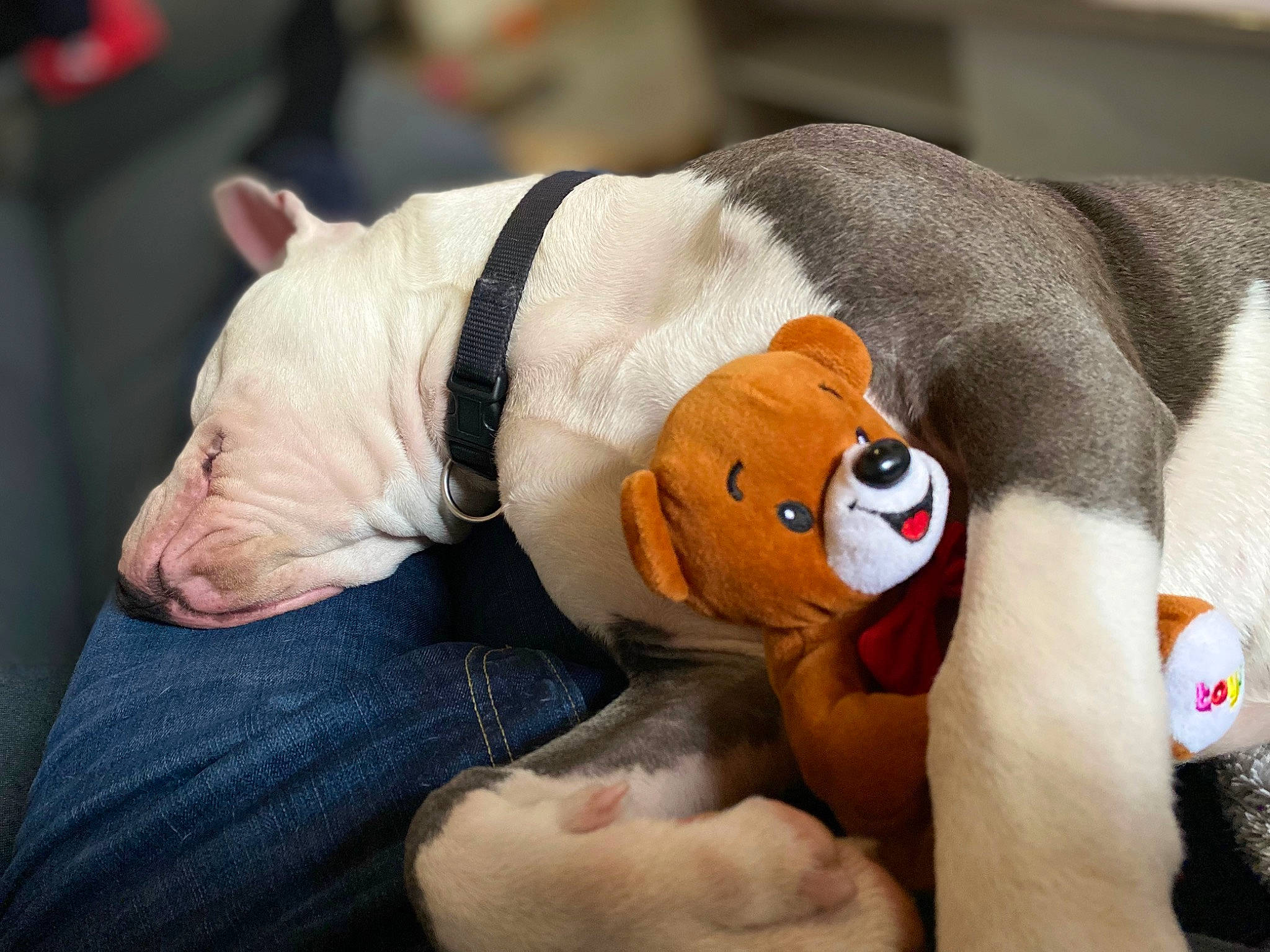 Spike participe au concours pour gagner de l'argent avec cette photo : canidae, carmine, carnivore, christmas, comfort, companion_dog, dog, dog_breed, dog_clothes, dog_supply, fawn, fur, linens, paw, plush, snout, sporting_group, stuffed_toy, toy, working_animal