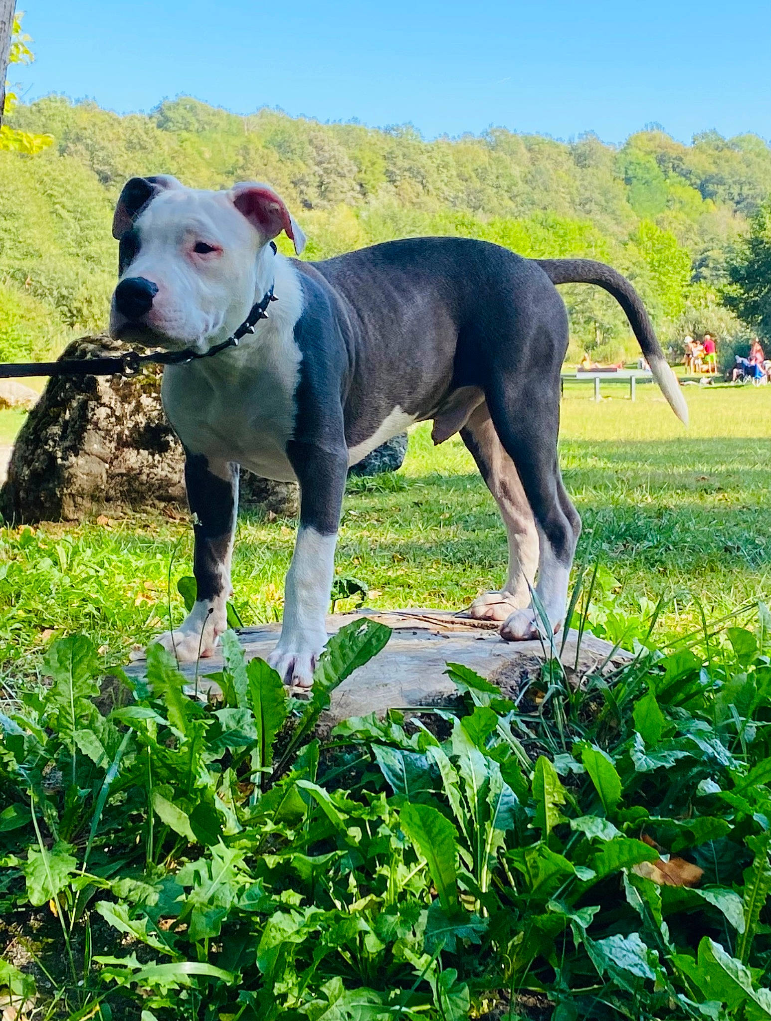 Spike a rejoint le concours — aidez-le/la à gagner de superbes lots ! carnivore, collar, companion_dog, dog, dog_breed, dog_collar, fawn, grass, grassland, groundcover, mammal, meadow, pasture, pet_supply, plant, sky, sporting_group, tail, tree, working_animal