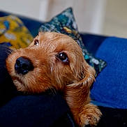 Wilbert joined the competition — help win amazing prizes! puppy, dog, close_up, brown_fur, resting, couch, pillow, indoor, cute, pet, animal, fluffy, fur, snout, eyes, portrait, soft_focus, cozy, domestic, relaxed