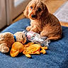 Wilbert is registered to the contest to win money with this photo: blue_cushion, bottle, brown_fur, companion, curious, cute, dog, domestic_animal, furry, home, indoor, pet, playful, plush_toy, puppy, sitting, small_dog, soft_toy, toy, wood_floor