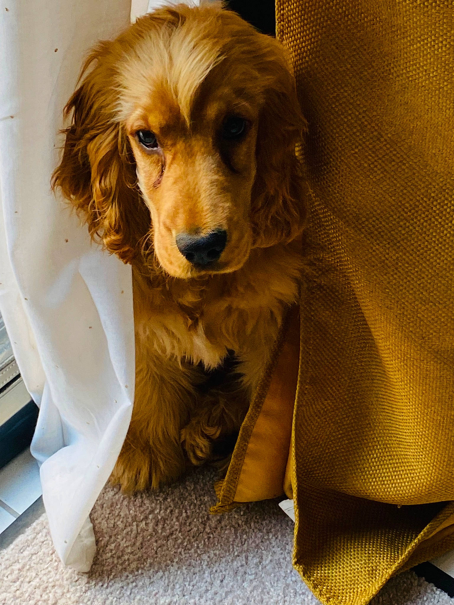 Polly participe au concours pour gagner de l'argent avec cette photo : ball, canidae, carnivore, companion_dog, dog, dog_breed, door, fawn, flooring, fur, gun_dog, liver, plant, puppy, retriever, snout, sporting_group, whiskers, working_animal, yellow